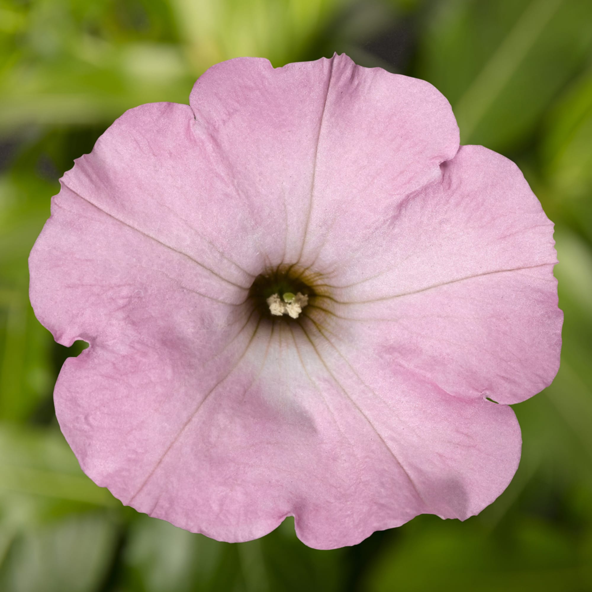 Romantic Light Pink Petunia Flowers in Full Bloom