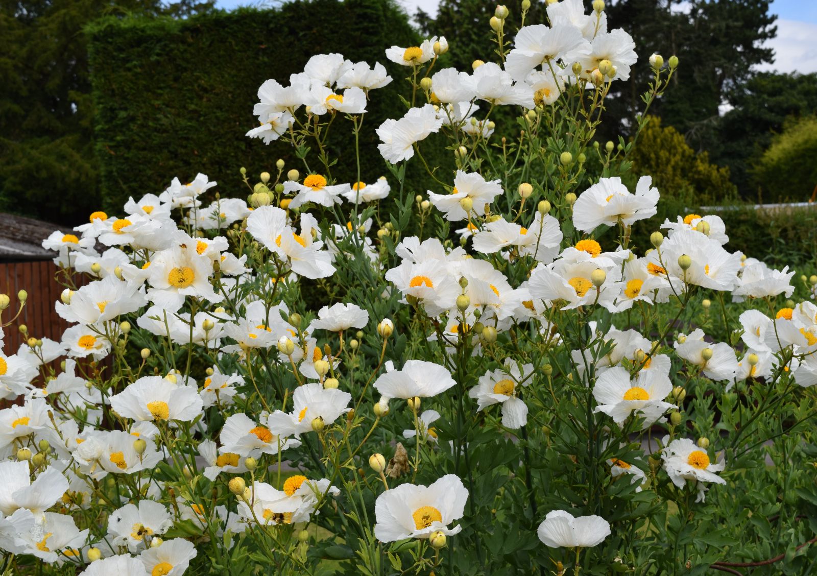 Romneya Coulteri in full bloom