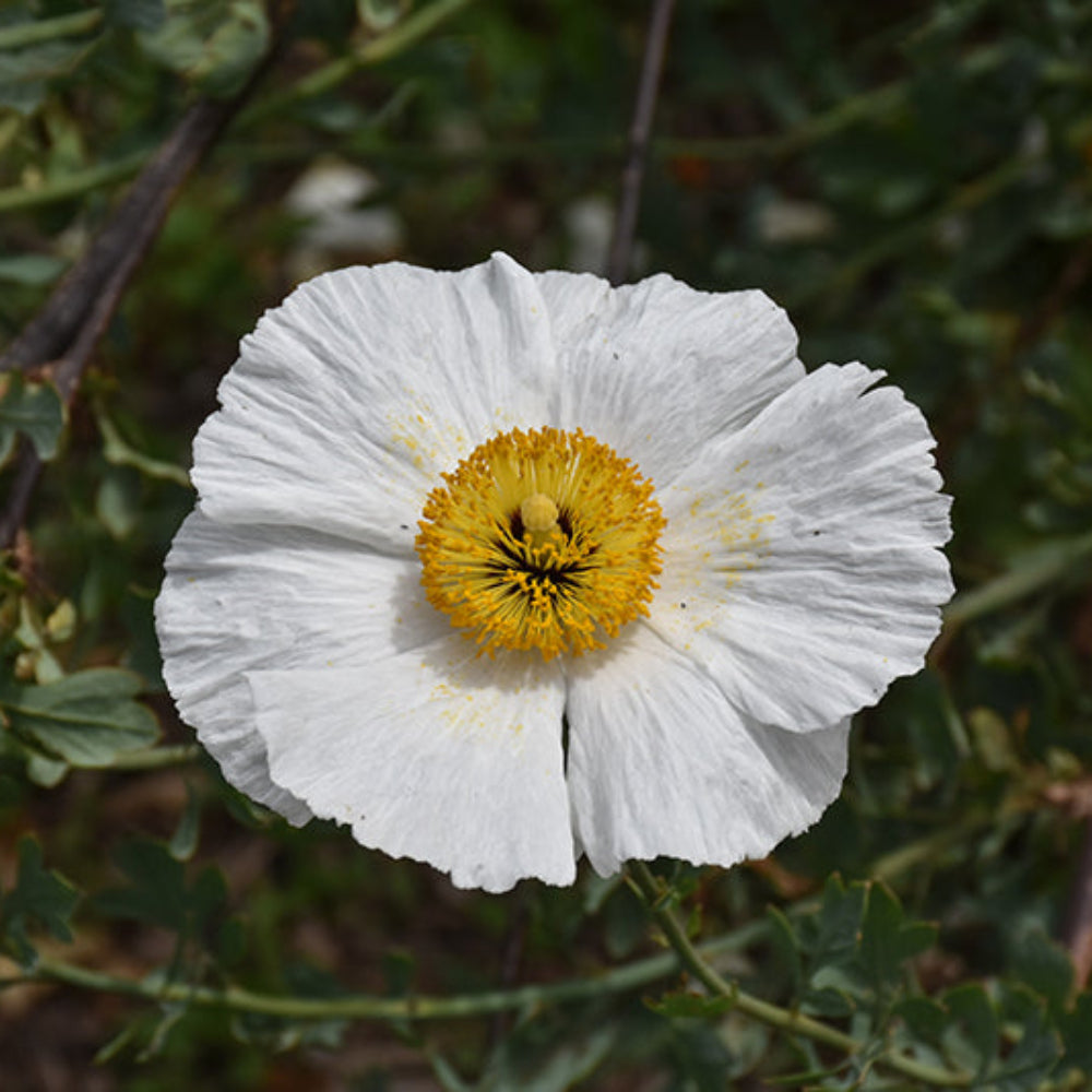 Romneya Coulteri Matilija Poppy Seeds for Planting