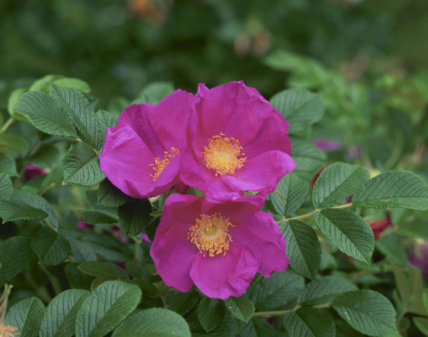 Large Red Hips on Pink Beach Rose Rosa Rugosa Shrub