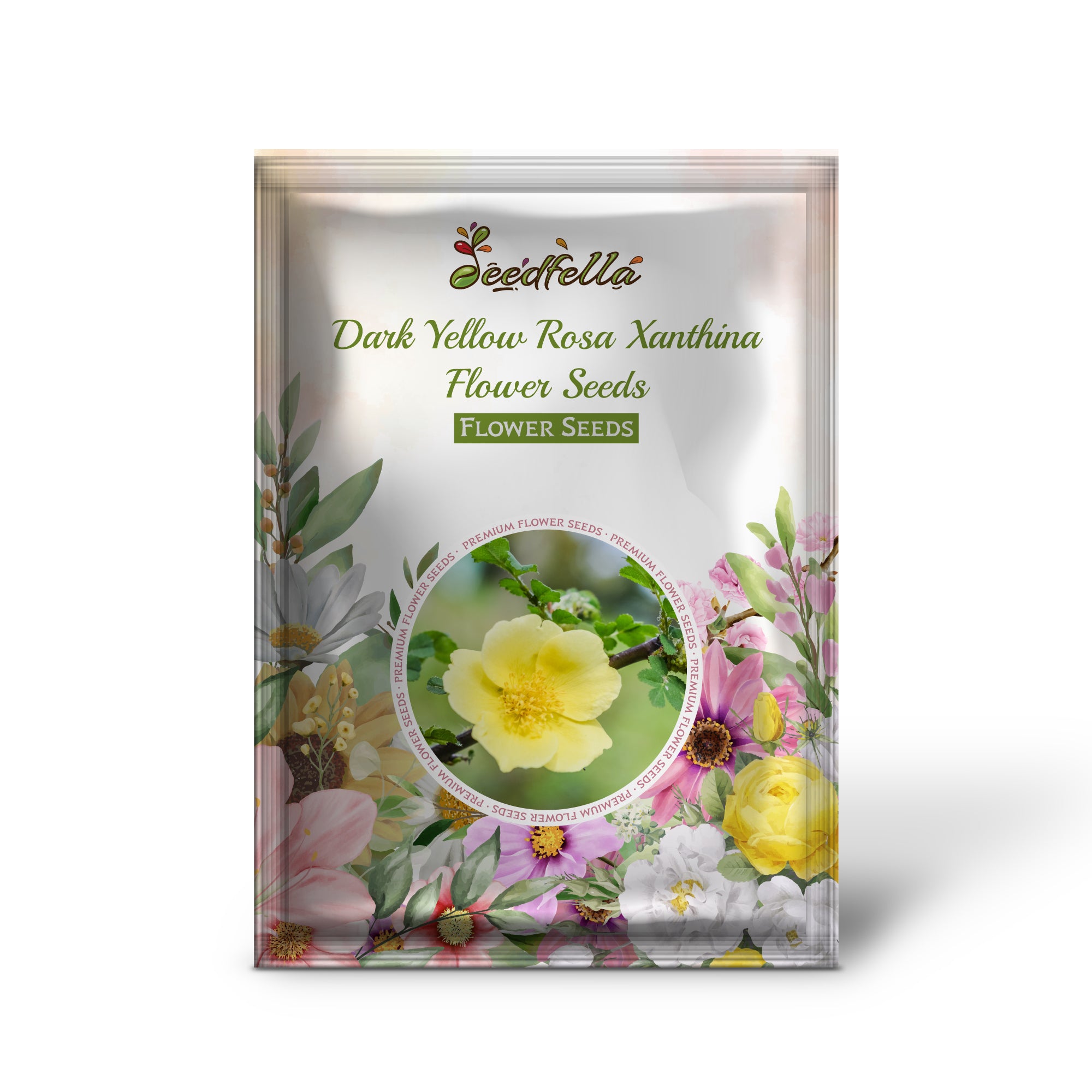 Rosa Xanthina Dark Yellow Rose Blooms