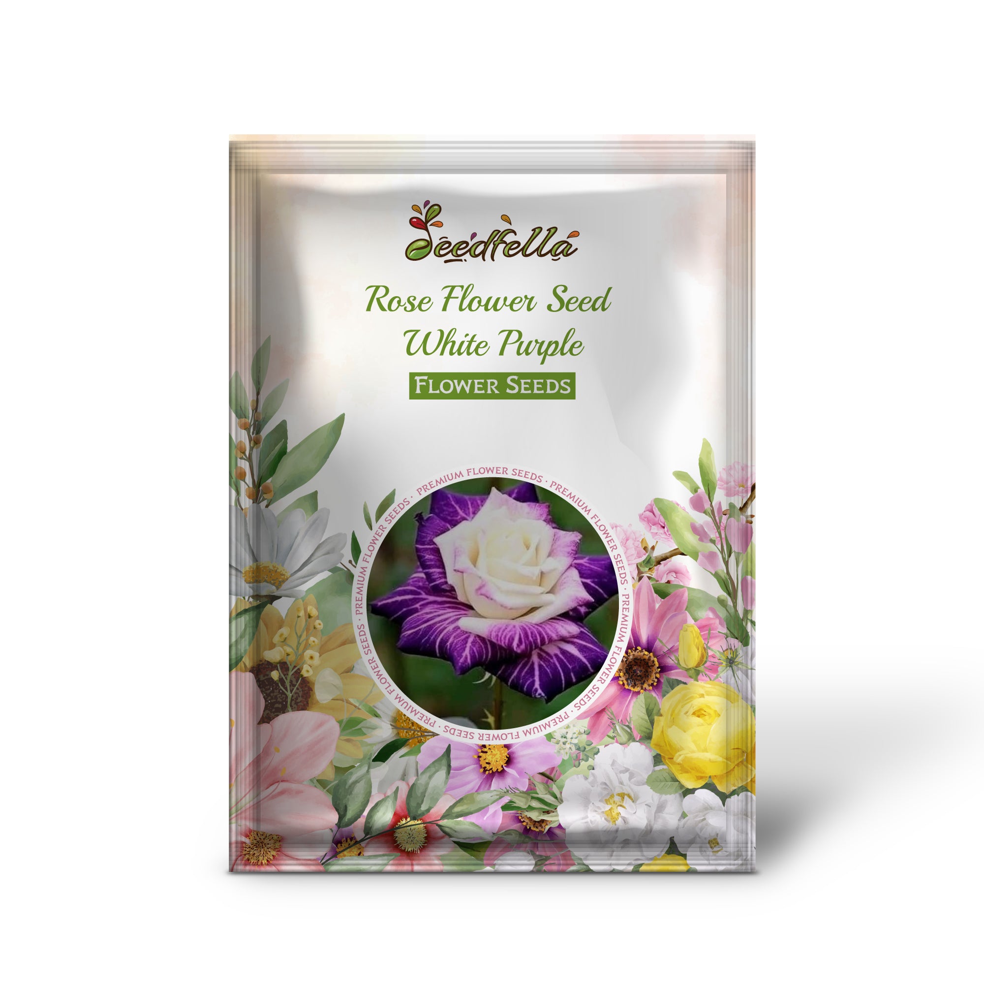 White & Purple Rose flowers in full bloom