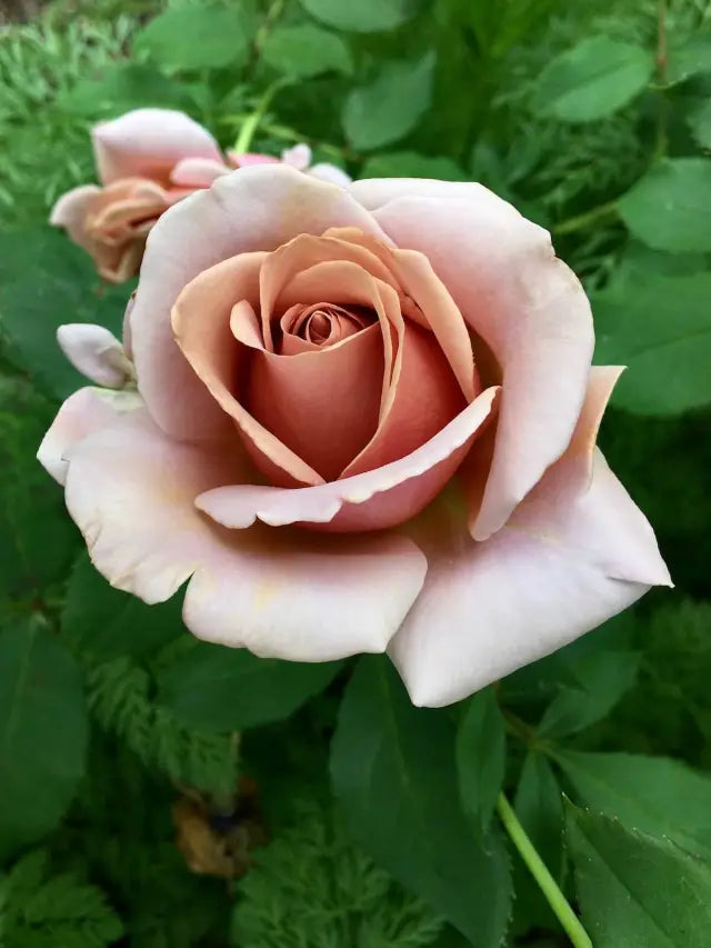 Brown Rose Flower Seeds Online – Buy Premium Rose Seeds
