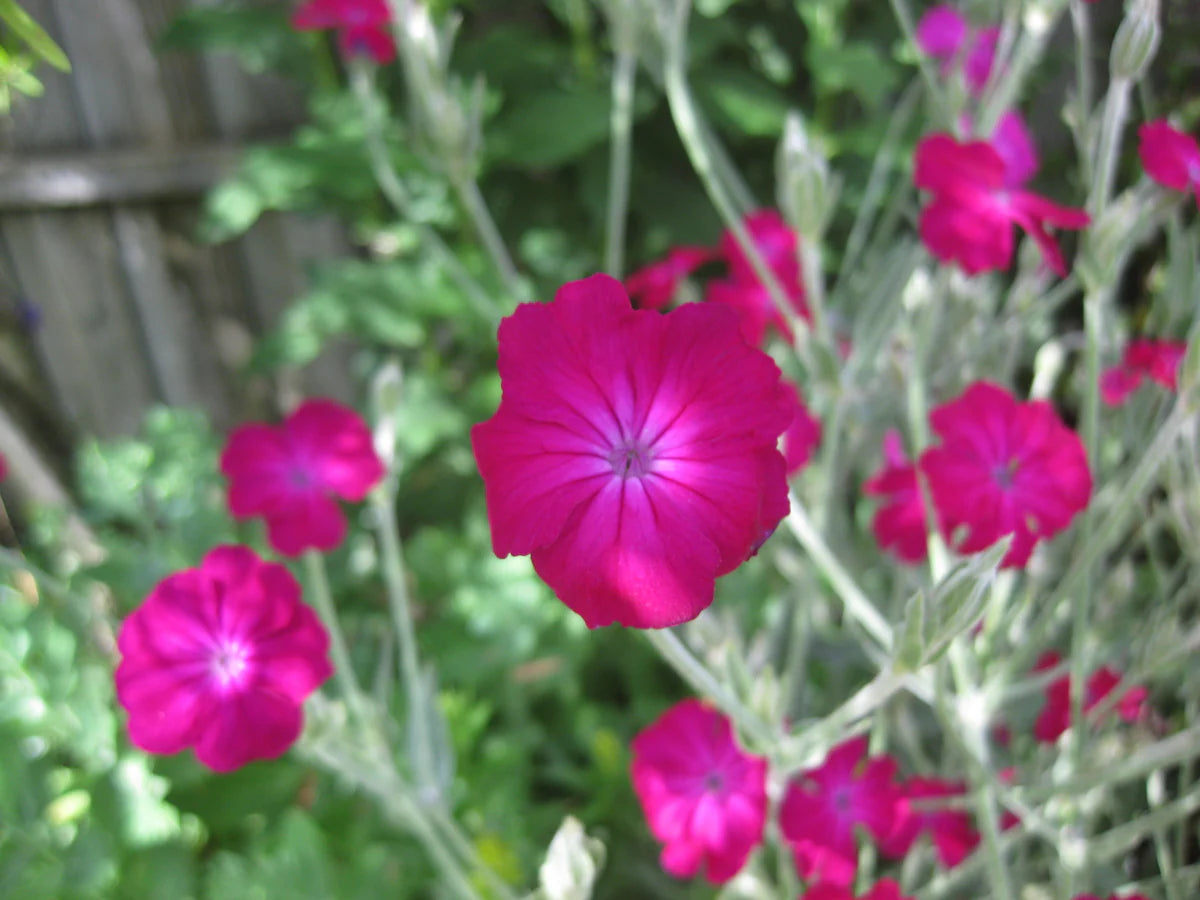 Rose Campion Magenta Silver Catchfly Seeds for Planting