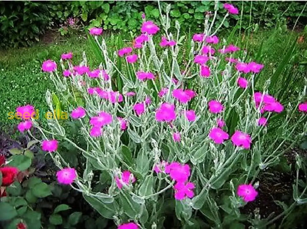 Rose Campion Magenta Silver Catchfly Lychnis Silene Coronaria Flower Seeds Best Selling