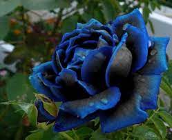 Blue Black Rose growing in container