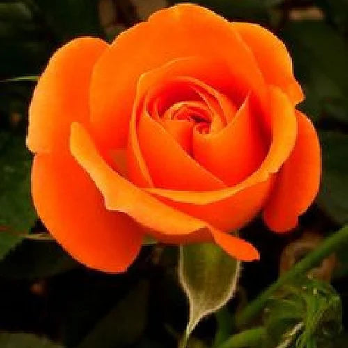 Light Orange Rose growing in container
