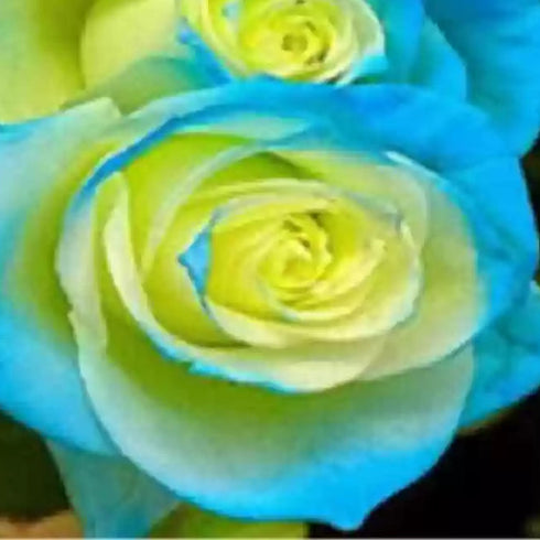 Sky Blue Green Roses growing in pots