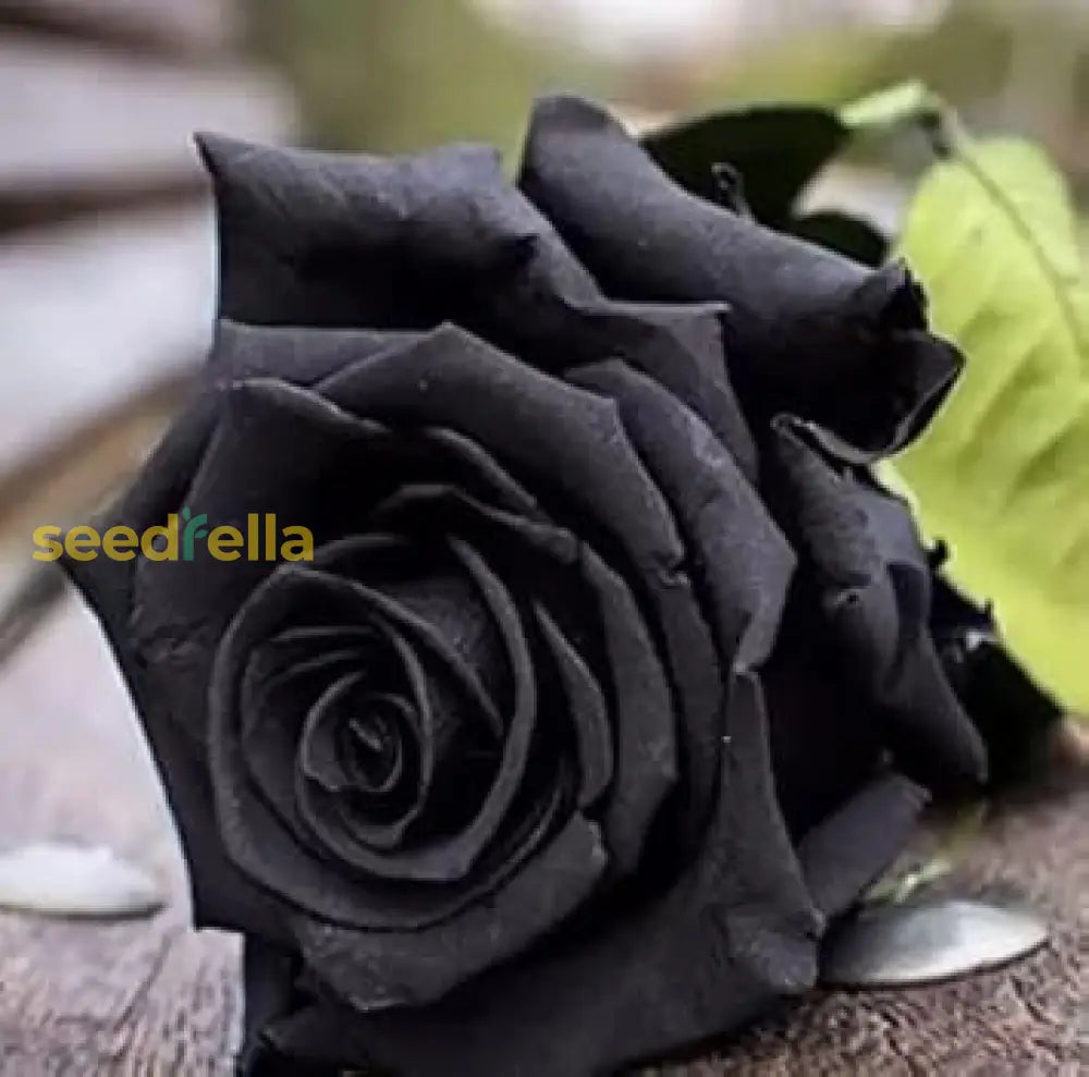 Rose Flower Black Seeds For Planting  Seed Stunning Dark Blooms Ideal Unique Garden Displays And