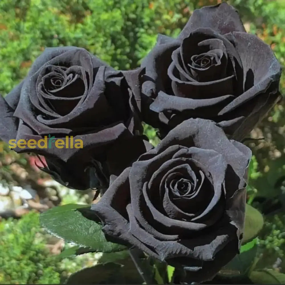 Rose Flower Black Seeds For Planting  Seed Stunning Dark Blooms Ideal Unique Garden Displays And