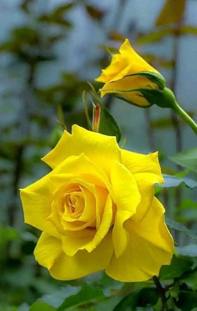 Yellow Rose Flowers Blooming in a Garden