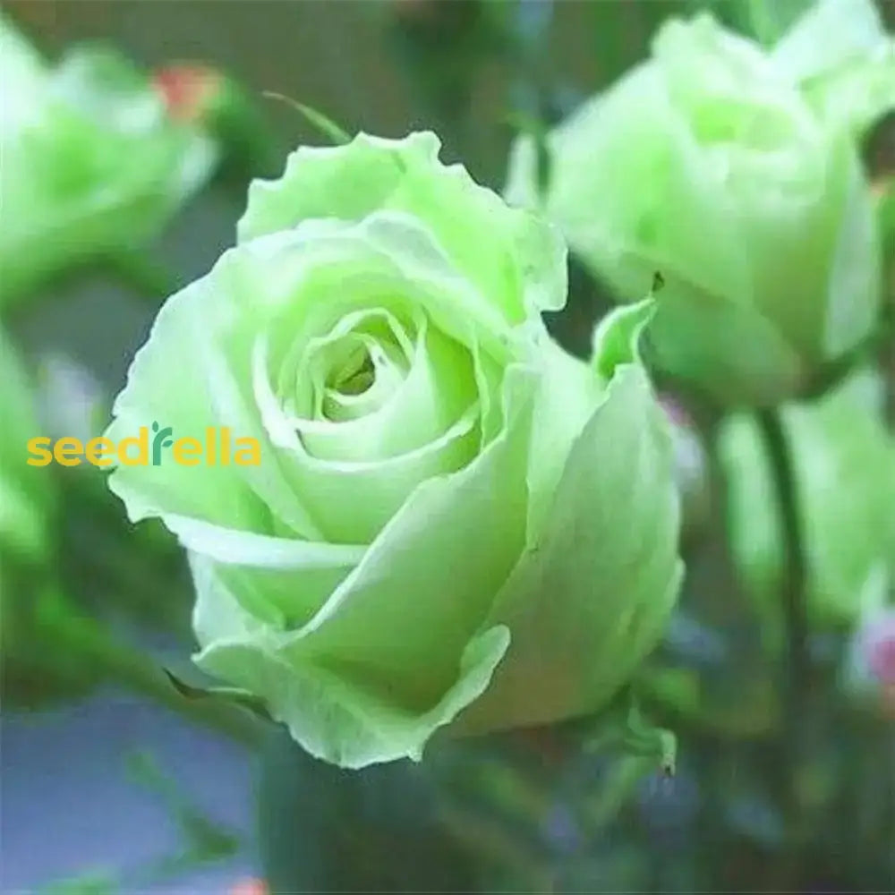 Rose Flower Green Planting Seeds - Seed For Elegant Blooms And Lush Garden Growth