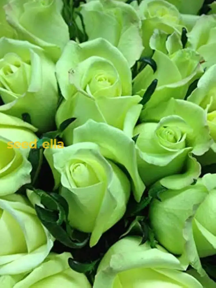 Rose Flower Green Planting Seeds - Seed For Elegant Blooms And Lush Garden Growth