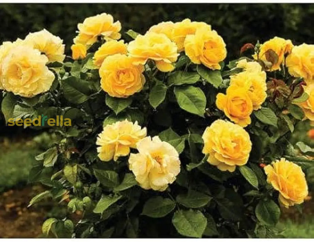 Rose Flower Plant Seeds Yellow Planting