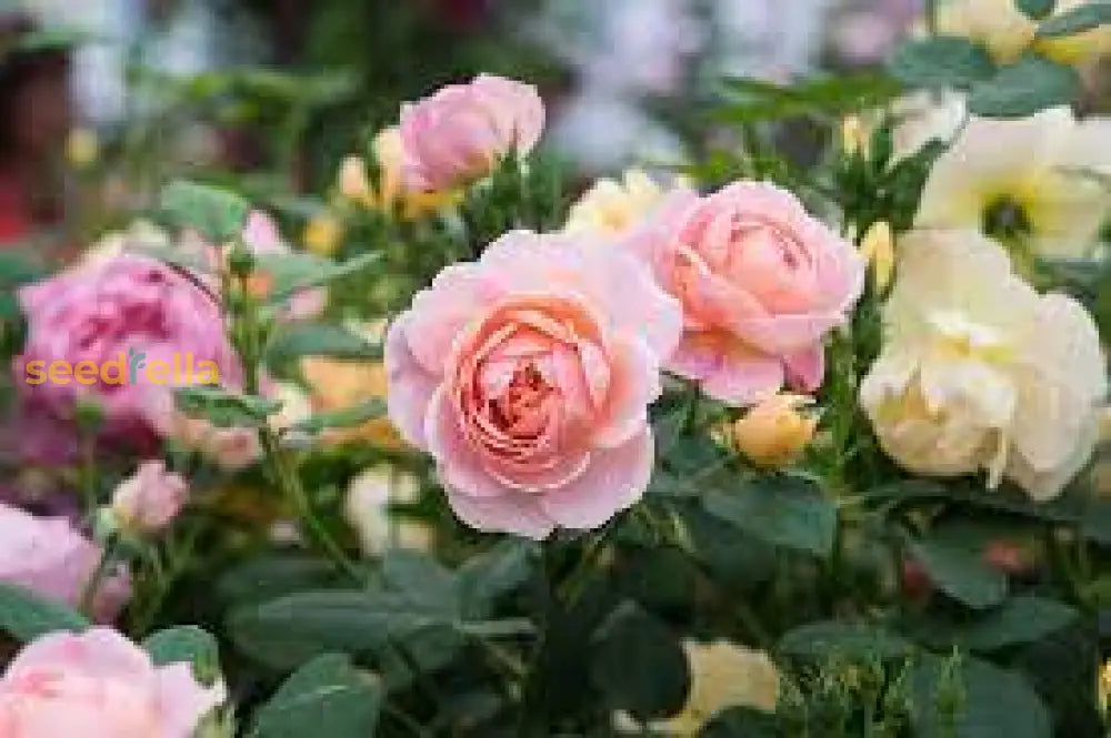 Rose Flower Seeds For Easy Planting - Grow Stunning Blooms At Home