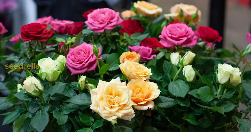 Rose Flower Seeds For Easy Planting - Grow Stunning Blooms At Home