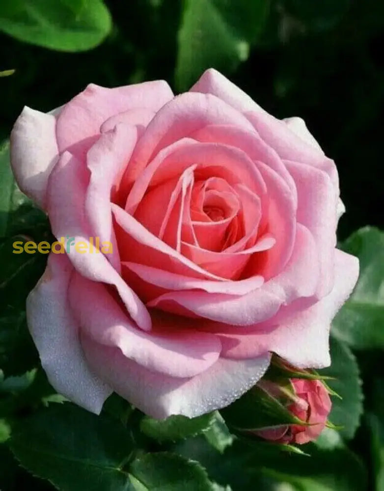 Rose Flower Seeds For Planting Pink - Enhance Your Garden’s Elegance And Beauty