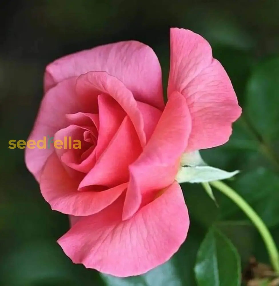 Rose Flower Seeds For Planting Pink - Enhance Your Garden’s Elegance And Beauty