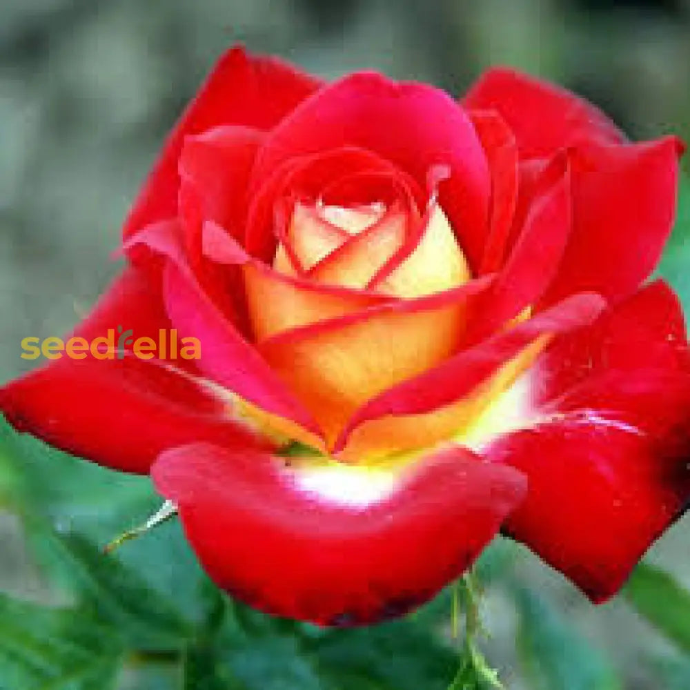 Rose Flower Seeds For Planting - Red And Yellow Blooms A Colorful Garden