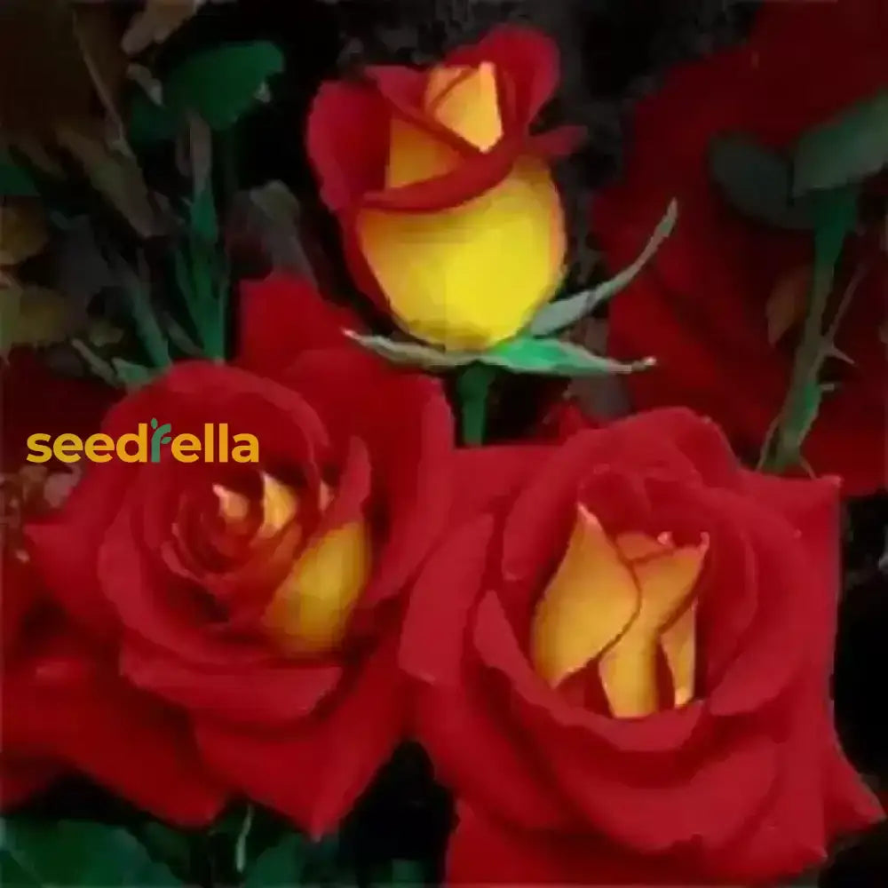 Rose Flower Seeds For Planting - Red And Yellow Blooms A Colorful Garden