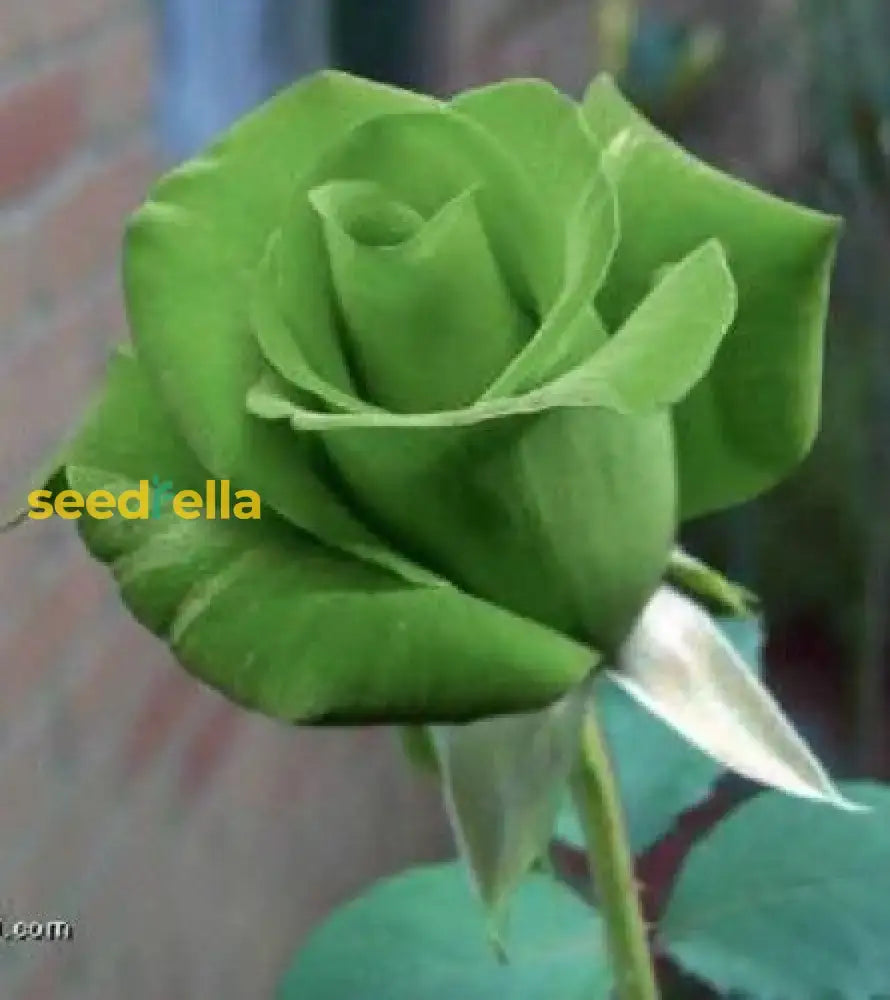 Rose Flower With Red Edge Seeds For Planting - Vibrant Floral Your Garden