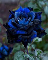 Blue Black Roses planted along garden border