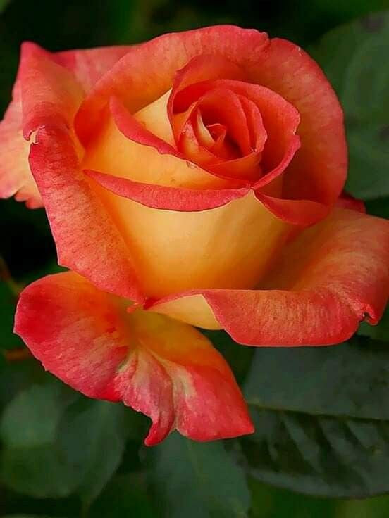 Light Orange Roses planted along garden border