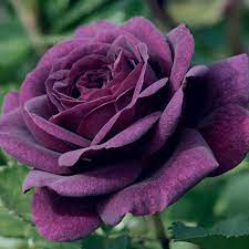 Violet Roses planted along garden border