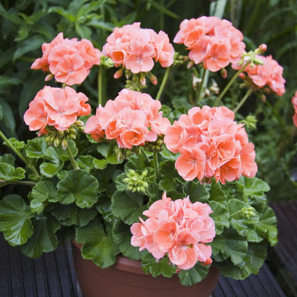 Potted Rose Geranium plant with pink blooms