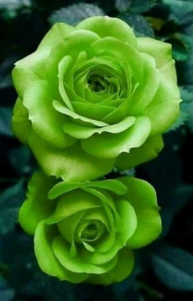 Roses blooming beautifully in home gardens