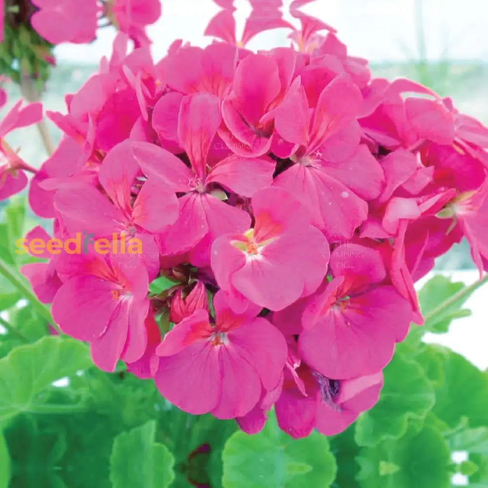 Rose Mix Geranium Seeds - Elegant Perennial Pelargonium Peltatum For Planting