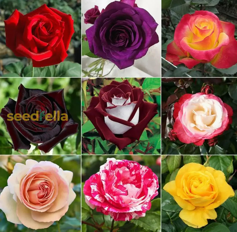 Rose Mixed Colours Seeds For Garden Planting Flower