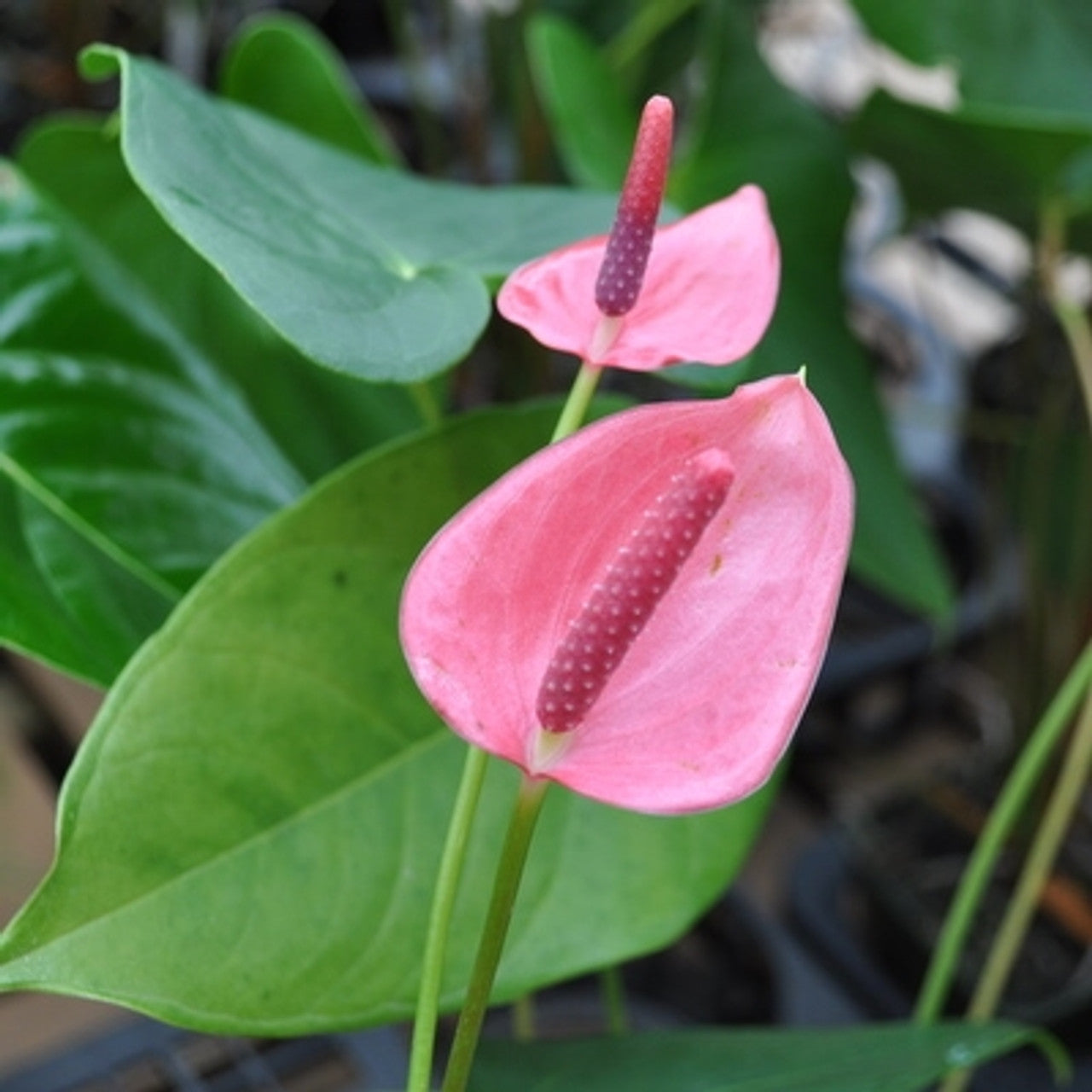 Rose Pink Anthurium Seeds for Perennial Planting