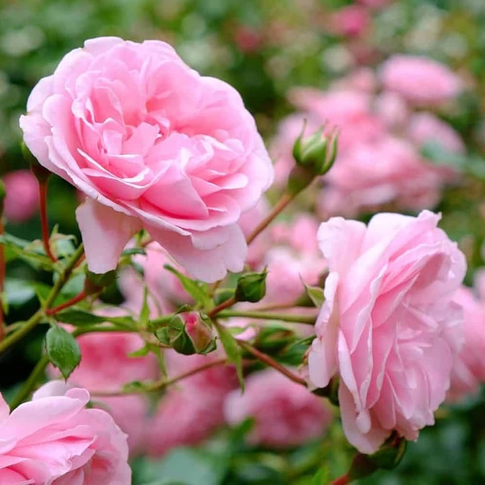 Rose Pink Flower Seeds for Planting