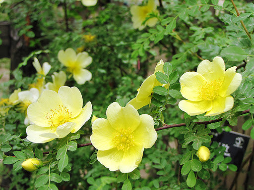 Yellow Manchu rose seedlings growing from quality seeds