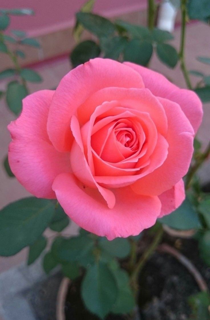 How to Grow Soft Pink Rose Flowers