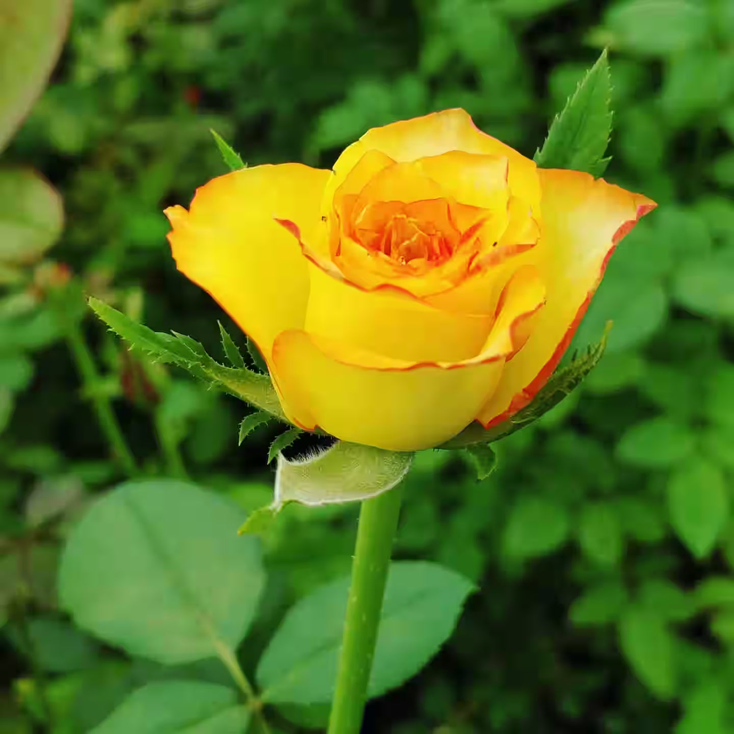 Potted Yellow Rose Plant with Golden Petals