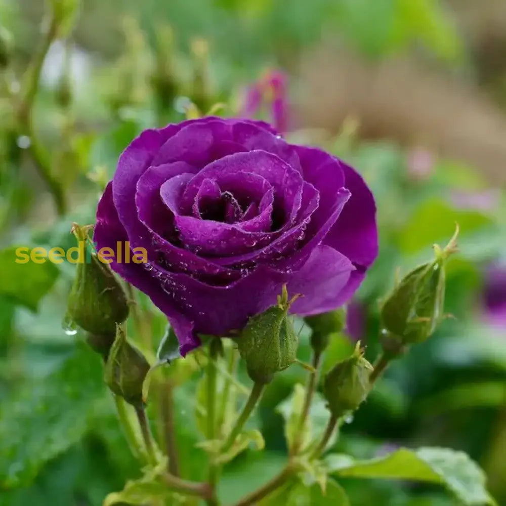 Purple Black Rose plants growing in garden