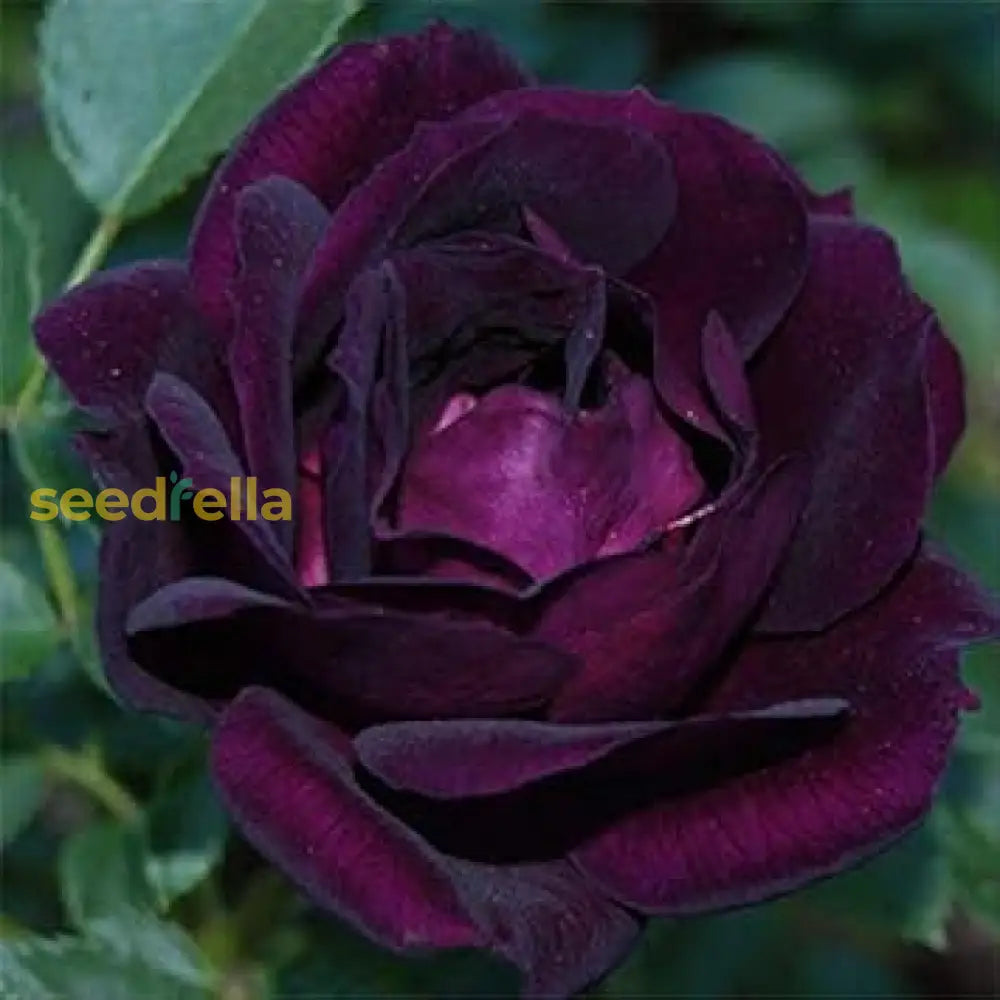 Rose Purple Black Seeds For Planting: Premium Quality Flower Stunning Blooms