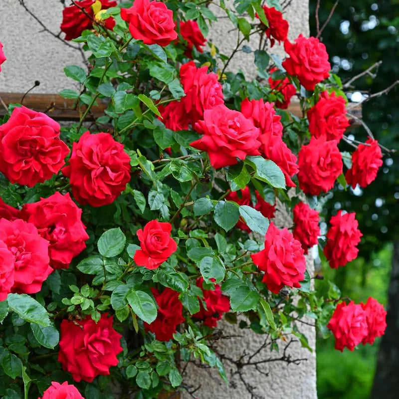 Rose Red Climbing Rose Seeds for Planting