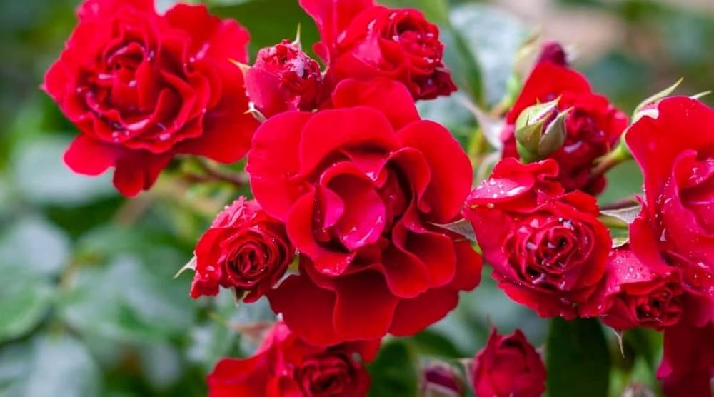 Red edge rose seeds for planting