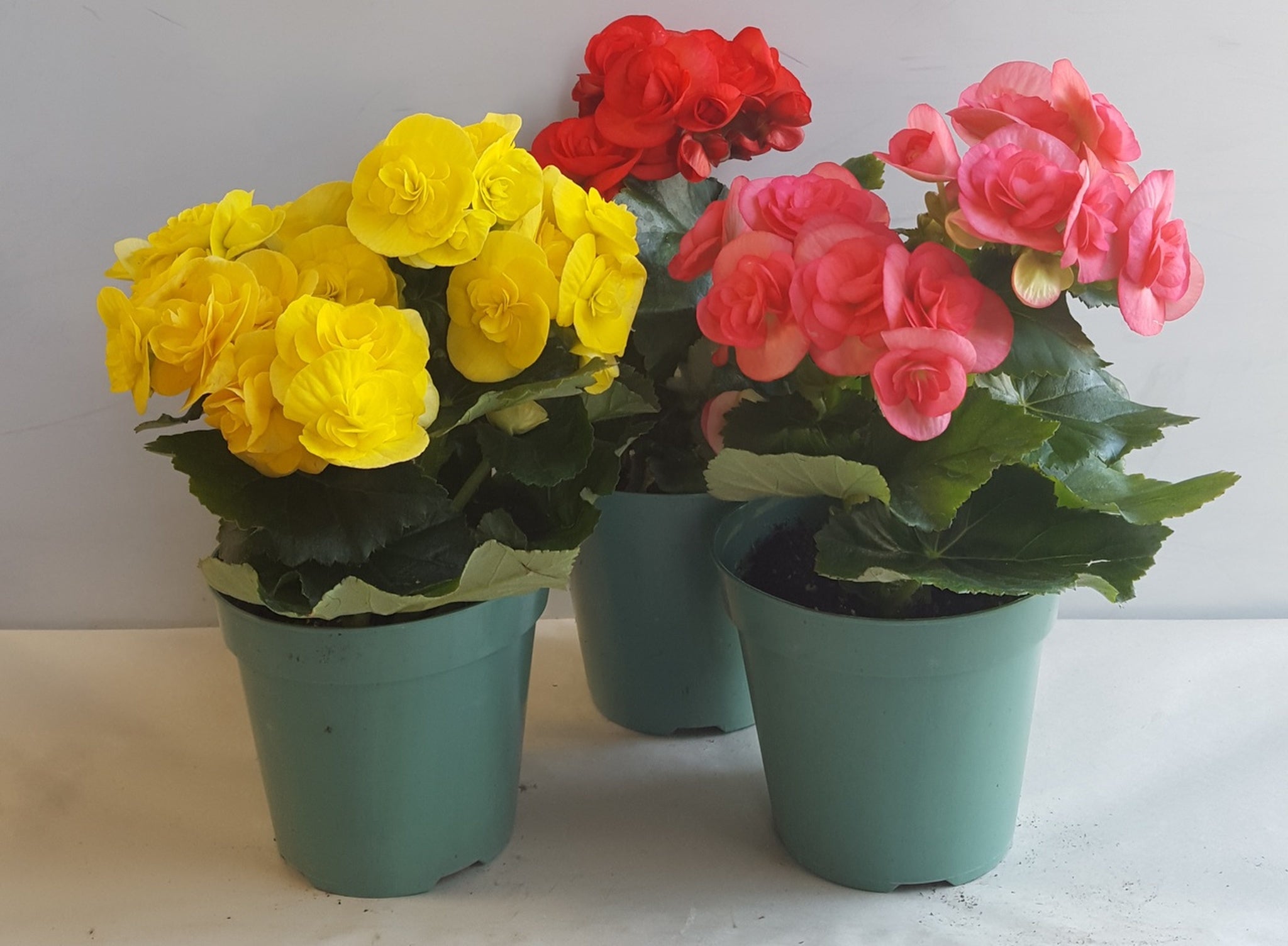 Rose Rieger Begonia Flower Seeds for Planting