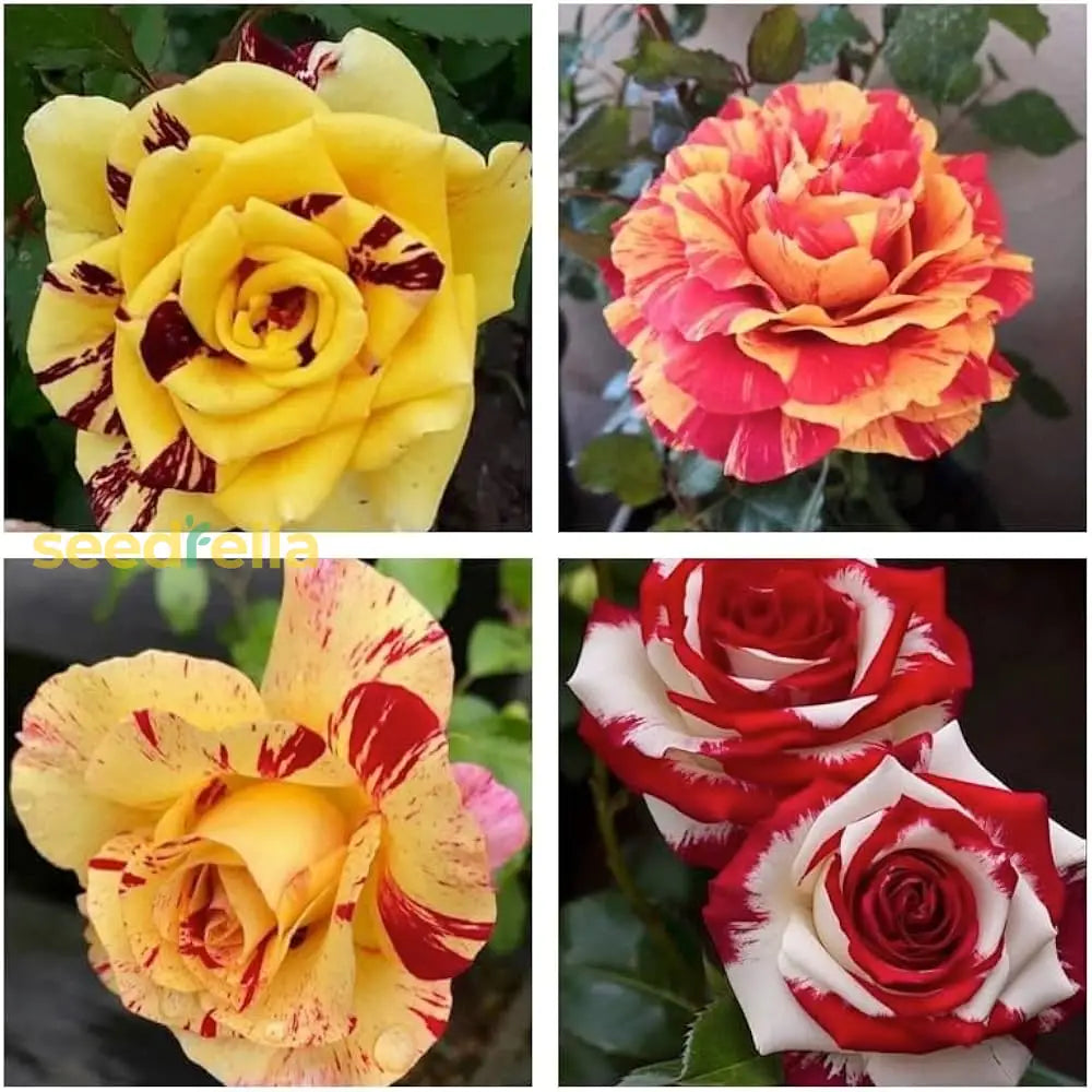 Rose Seeds Collection For Planting | Mixed Varieties Flower