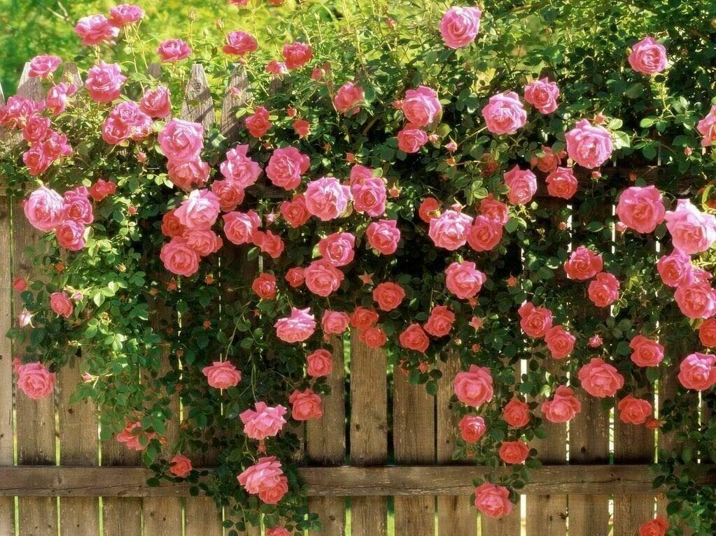 Easy to grow Pink Climbing Rose seeds for vertical garden displays
