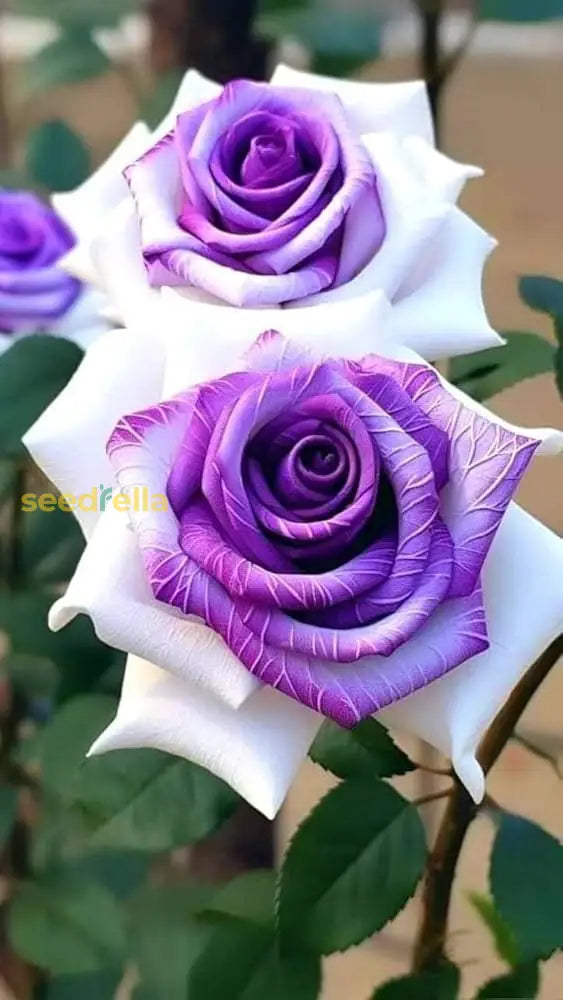 Rose Seeds For Planting  Create A Beautiful Garden Flower