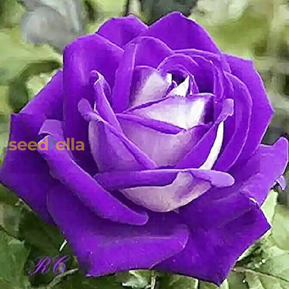 Rose Seeds For Planting  Create A Beautiful Garden Flower