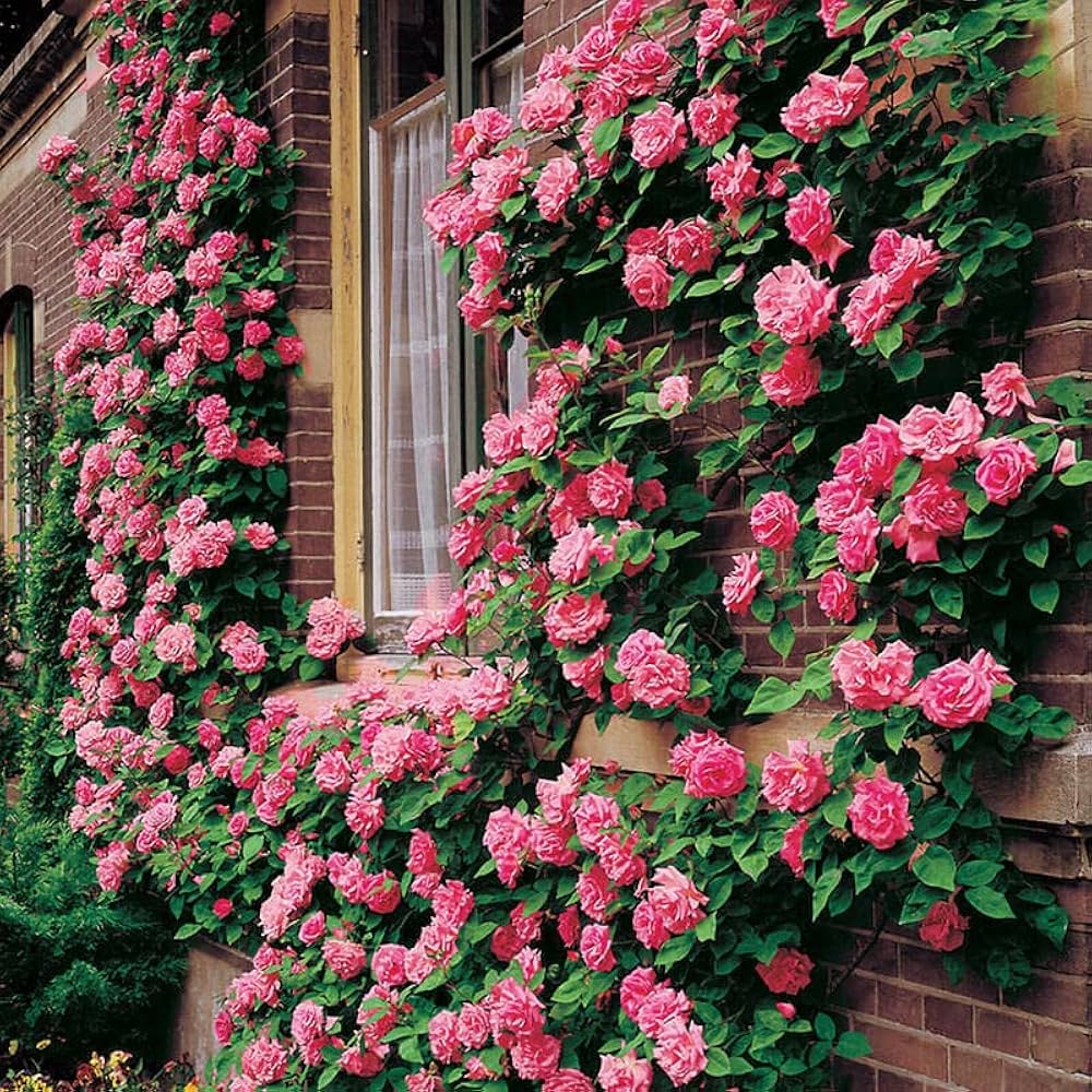 Fragrant Pink Climbing Rose seeds for long-lasting flowering
