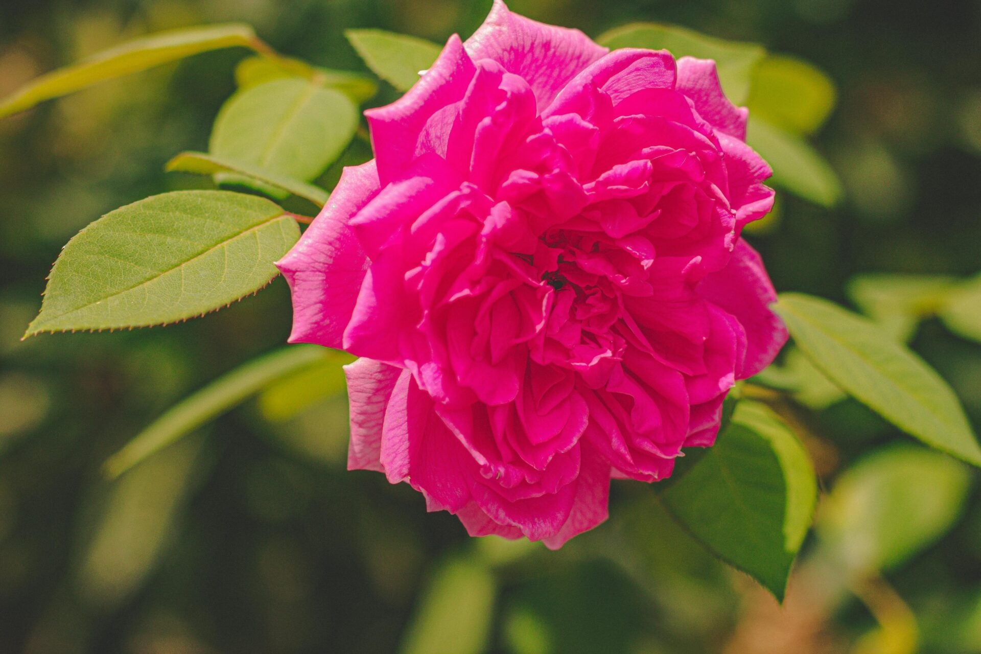 Damask Rose seeds for low-maintenance garden planting
