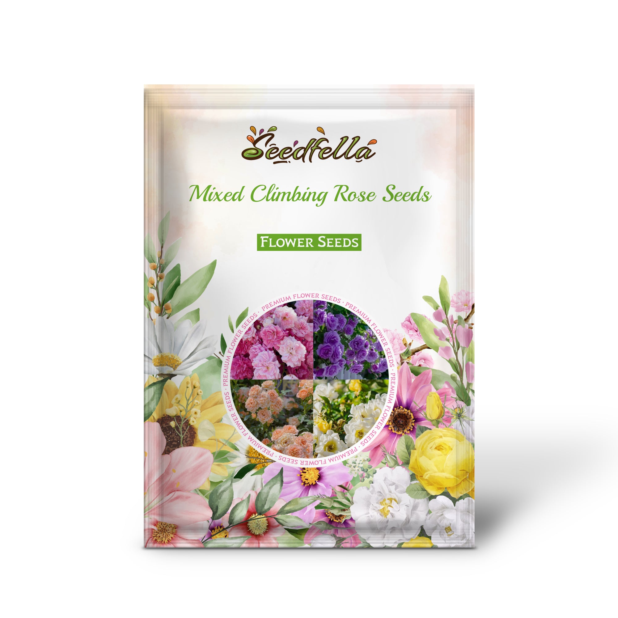 Climbing rose seeds germination seedlings