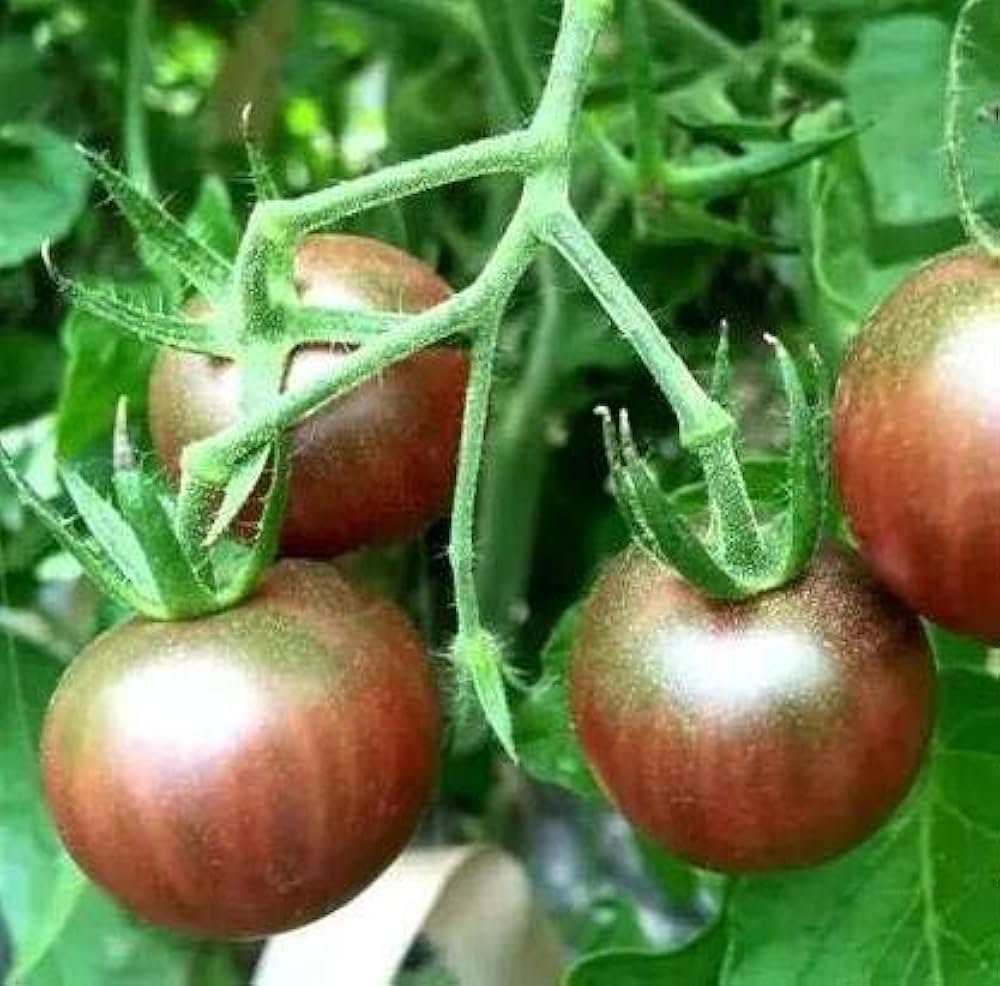 Rosella tomato plants growing in balcony containers